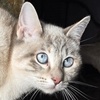 Nea Katze Spanien